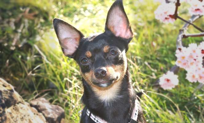 Hunde Porträt (Portrait) Galerie....-Beitrag-Bild