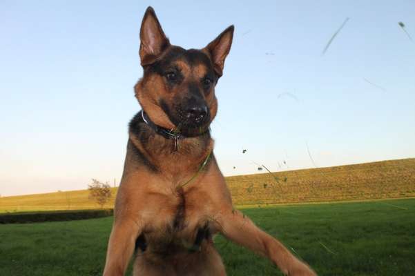 61. Handyfotochallenge - der springende Hund-Beitrag-Bild