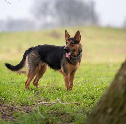 Mischlinge raten - Rätselspaß-Beitrag-Bild