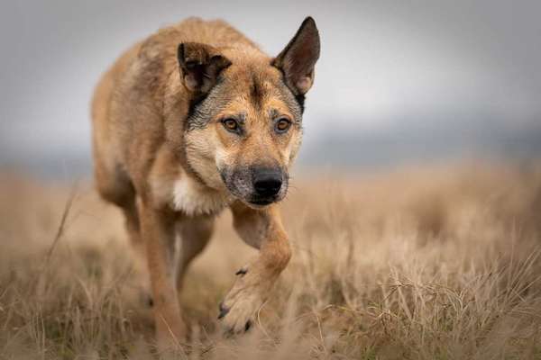 Der Wolf in eurem Hund-Beitrag-Bild