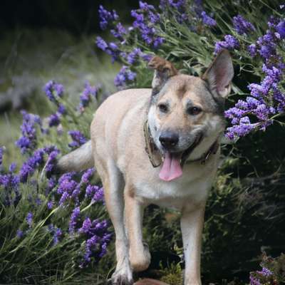 Photomontagen mit Hund-Beitrag-Bild