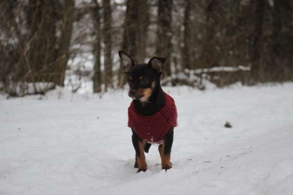 Welpen Bilder !-Beitrag-Bild