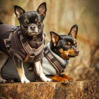 Hundetreffen-Kleine Hunde runde 🥰-Bild