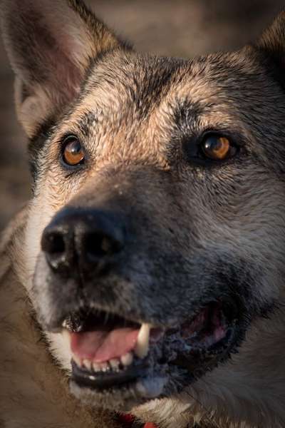 Hunde Porträt (Portrait) Galerie....-Beitrag-Bild