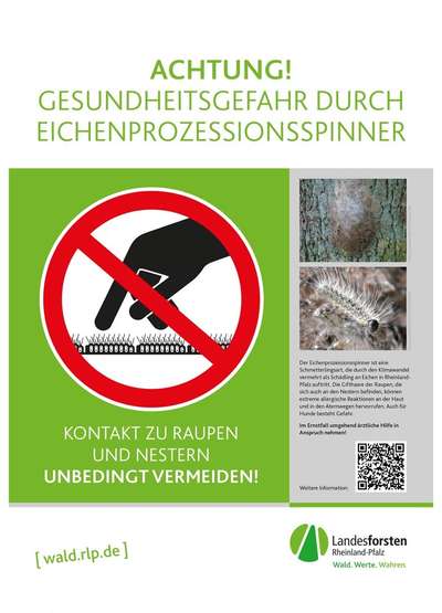 Giftköder-Eichenprozessionsspinner-Bild