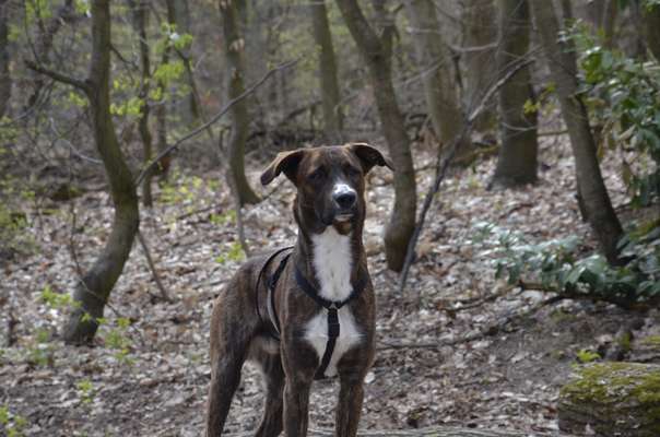 Hunde aus Griechenland-Beitrag-Bild