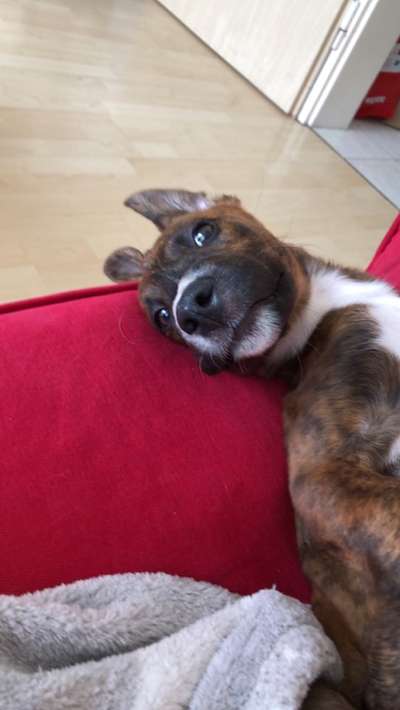 Welpen Bilder !-Beitrag-Bild