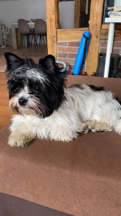 Mischlinge raten - Rätselspaß-Beitrag-Bild