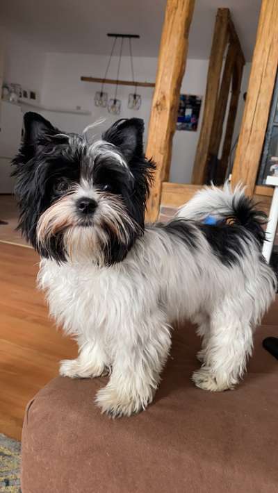 Mischlinge raten - Rätselspaß-Beitrag-Bild