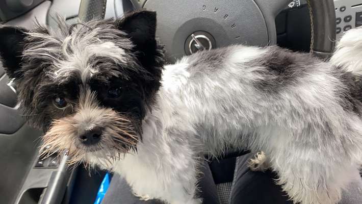 Mischlinge raten - Rätselspaß-Beitrag-Bild