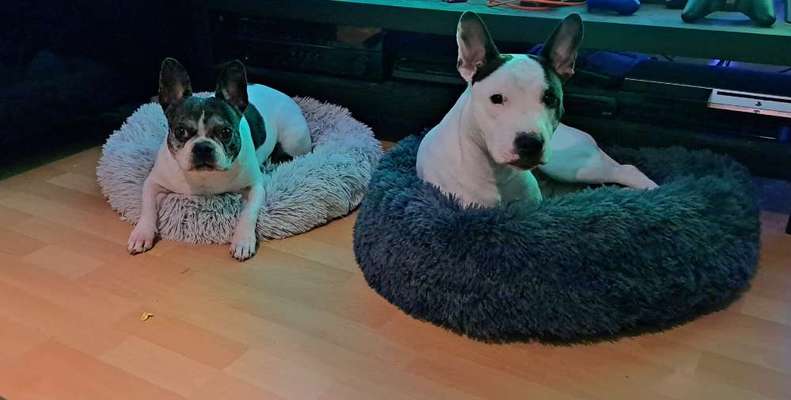 Französische Bulldoggen-Beitrag-Bild