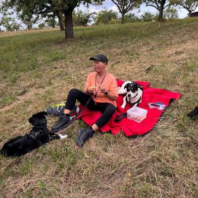 Hundetreffen-Robuster Hundekumpel-Bild