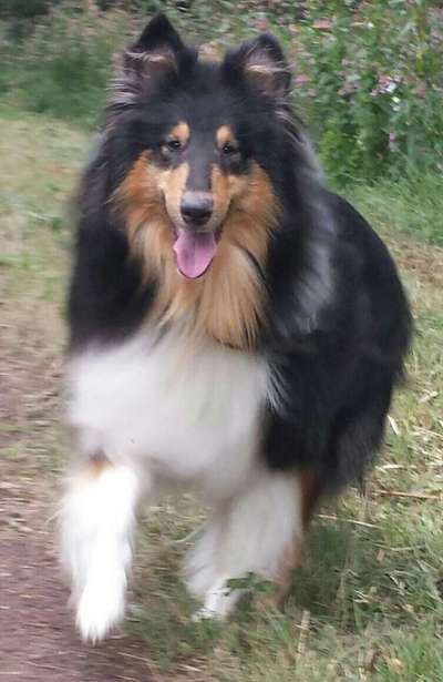 Langhaar Collies-Beitrag-Bild