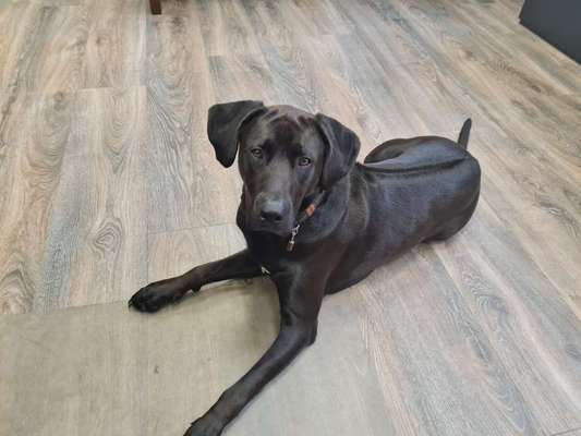 Rhodesian Ridgeback-Beitrag-Bild