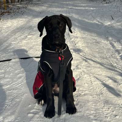 Hundetreffen-Gassirunde Tegel-Bild