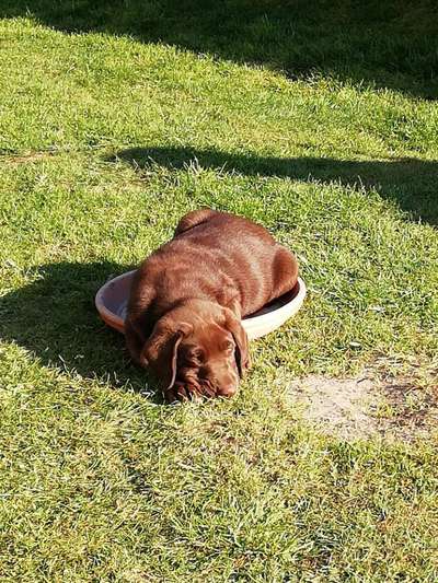 Welpen Bilder !-Beitrag-Bild