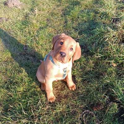 Hundetreffen-Welpentreffen Kreis Borken i.W.-Bild