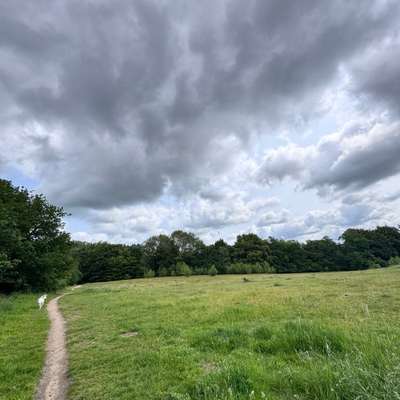 Hundetreffen-Hunderunde auf der Hundewiese-Bild