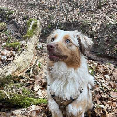 Hundetreffen-Gemeinsame Gassirunde/ Spielrunde-Bild