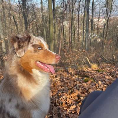 Hundetreffen-Hundetreff-Bild