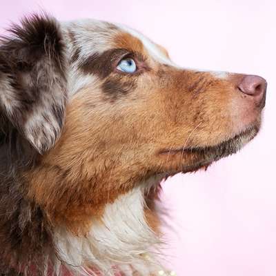 Hundetreffen-Gemeinsame Gassirunde/ Spielrunde-Bild