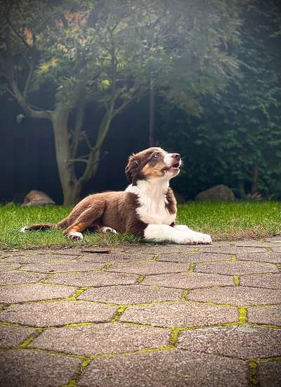 Zeigt mal eure border Collies :)-Beitrag-Bild