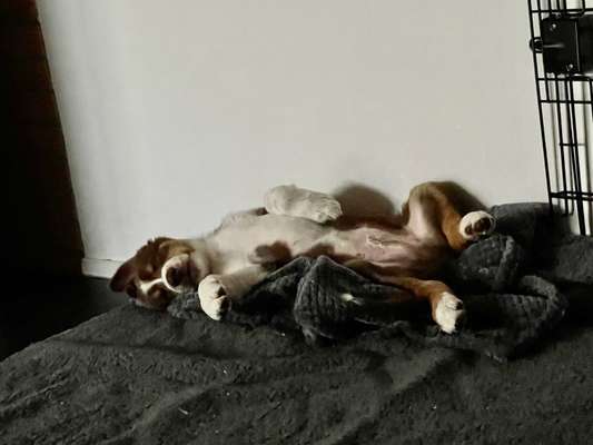 Zeigt mal eure border Collies :)-Beitrag-Bild