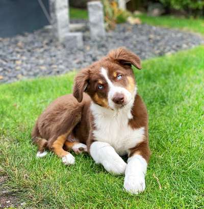 Zeigt mal eure border Collies :)-Beitrag-Bild