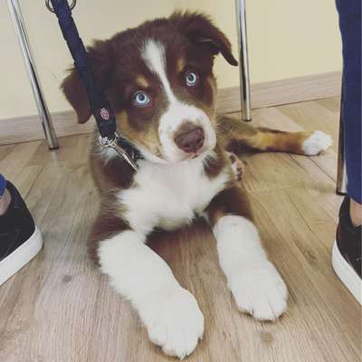 Zeigt mal eure border Collies :)-Beitrag-Bild