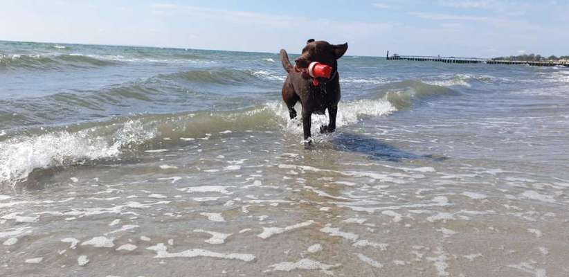 Die Dogorama Wochen Challenge: “Dein Hund im Urlaub”-Beitrag-Bild