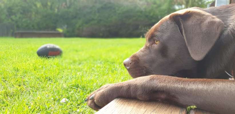 Die Dogorama Kalender Challenge 4/4-Beitrag-Bild