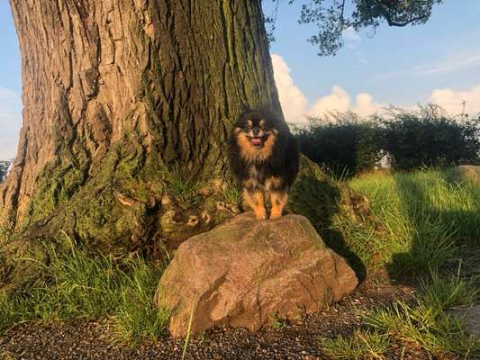 Hundeauslaufgebiet-Babisnauer Pappel-Bild