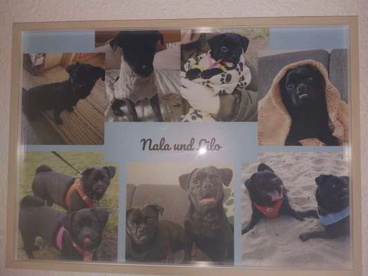 Welpen Bilder !-Beitrag-Bild