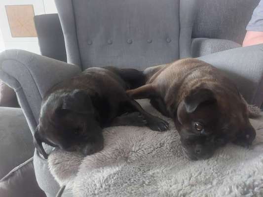 Mops mix-Beitrag-Bild