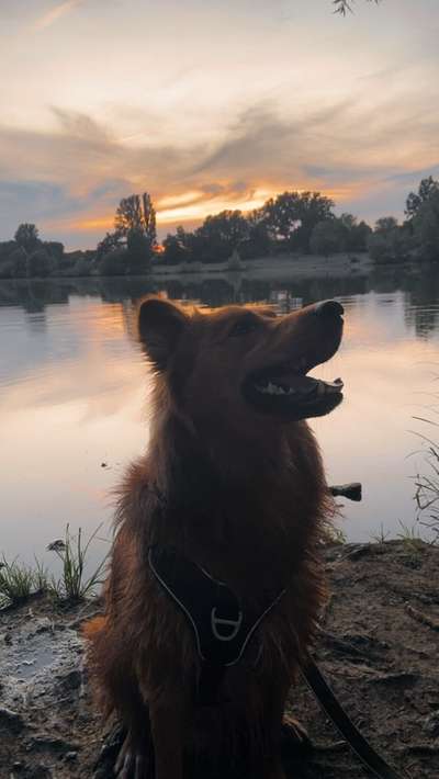 Hundetreffen-Frustrationstraining-Bild