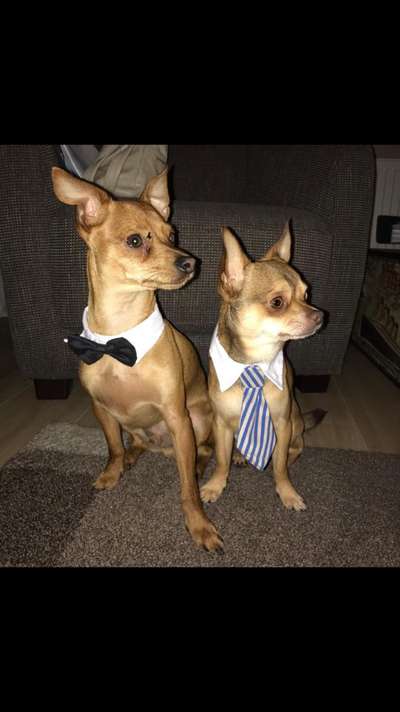 Hundetreffen-Chihuahua & Pinscher-Bild