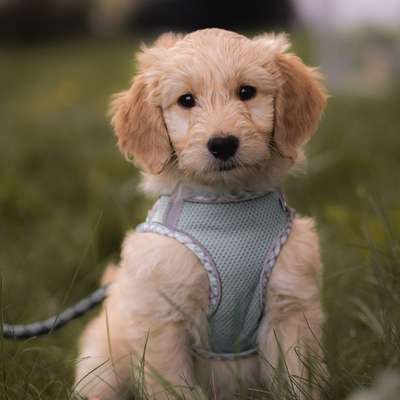 Hundetreffen-Positive Hundebegegnung - suchen einen Kumpel zum Kennenlernen-Bild