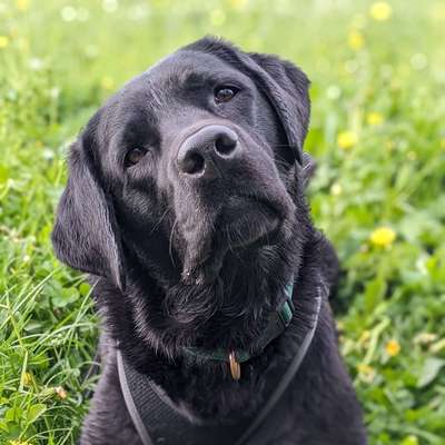 Hundetreffen-Spielrunde in Eningen-Bild