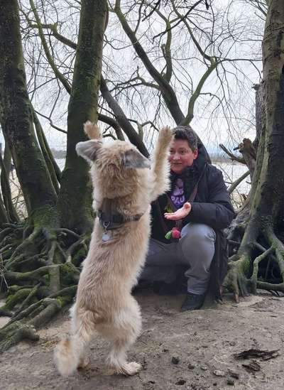 Postet das beste Foto von euren 4 beinern-Beitrag-Bild
