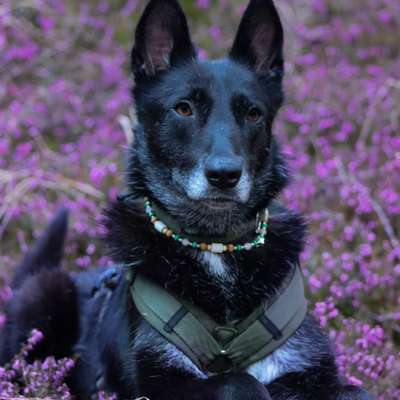 Hundetreffen-Hundefreunde finden-Bild