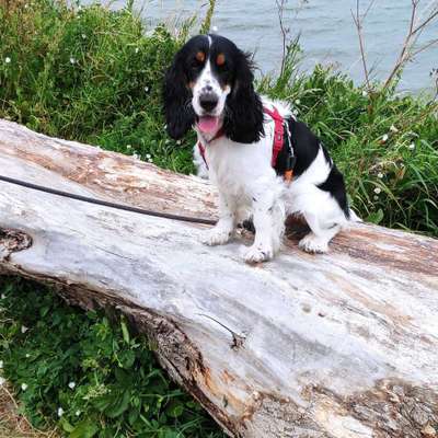 Englisch Cocker Spaniel-Beitrag-Bild