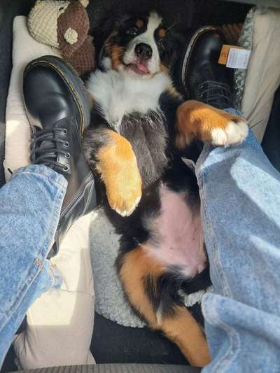 Die Dogorama Wochen Challenge-Beitrag-Bild