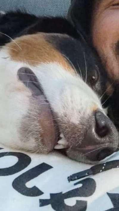 Fotochallenge Nr. 47 - Zeigt die Zähne-Beitrag-Bild