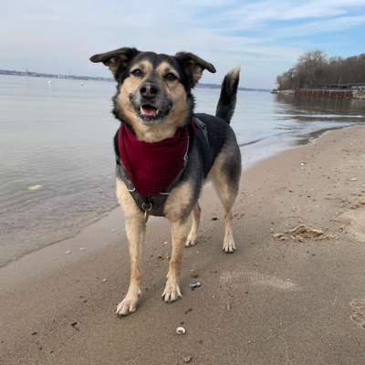 Hundetreffen-Trainingsspaziergang an der Leine