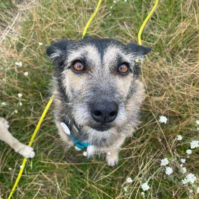 Hundetreffen-Trainingsspaziergang-Bild