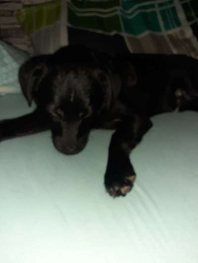 Rasse Welpe-Beitrag-Bild