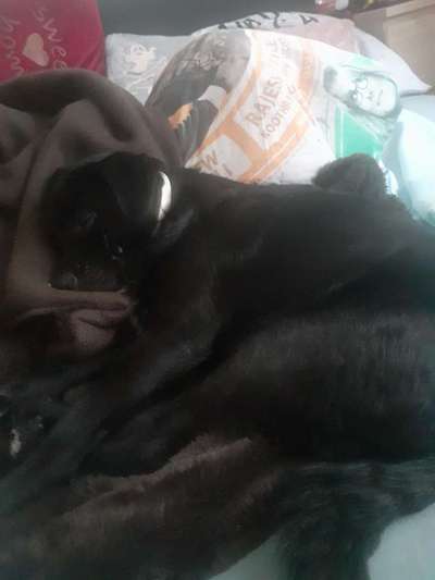 Welche Hunderasse-Beitrag-Bild