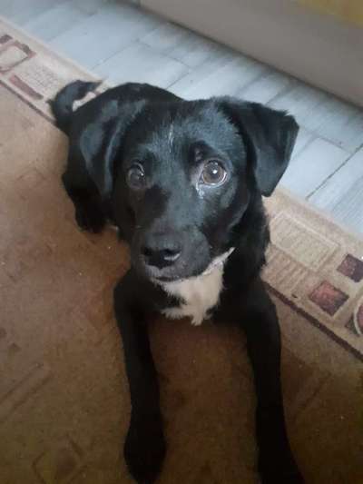 Labradorfans-Beitrag-Bild