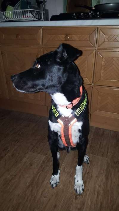 Tierheim-Beitrag-Bild