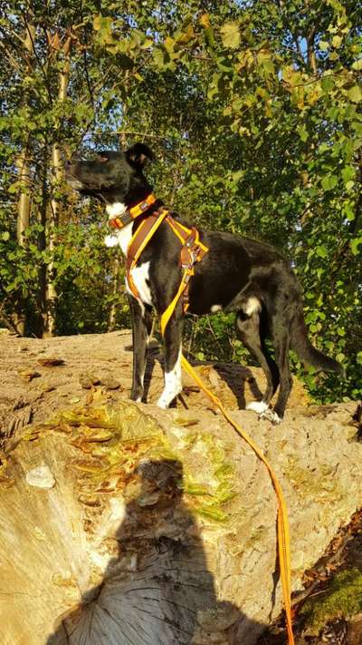 Fotosammlung: ,,Der natürliche Hund" Unbearbeitet, ungestellt und in Natura-Beitrag-Bild